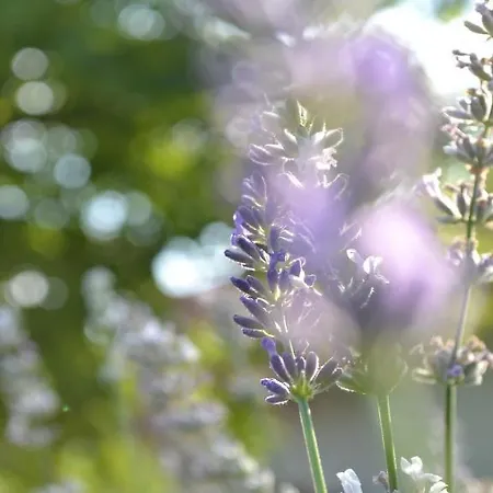 Turjan Vendeghaz Guest house Erdobenye